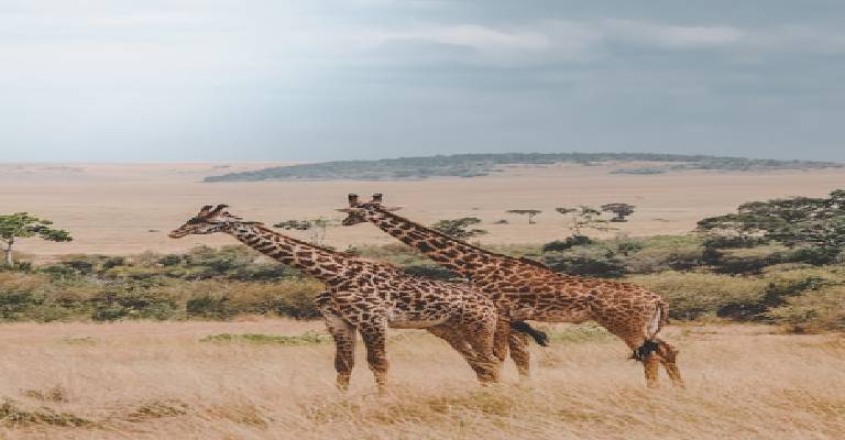 Delight of Kenya with Naivasha tour visual