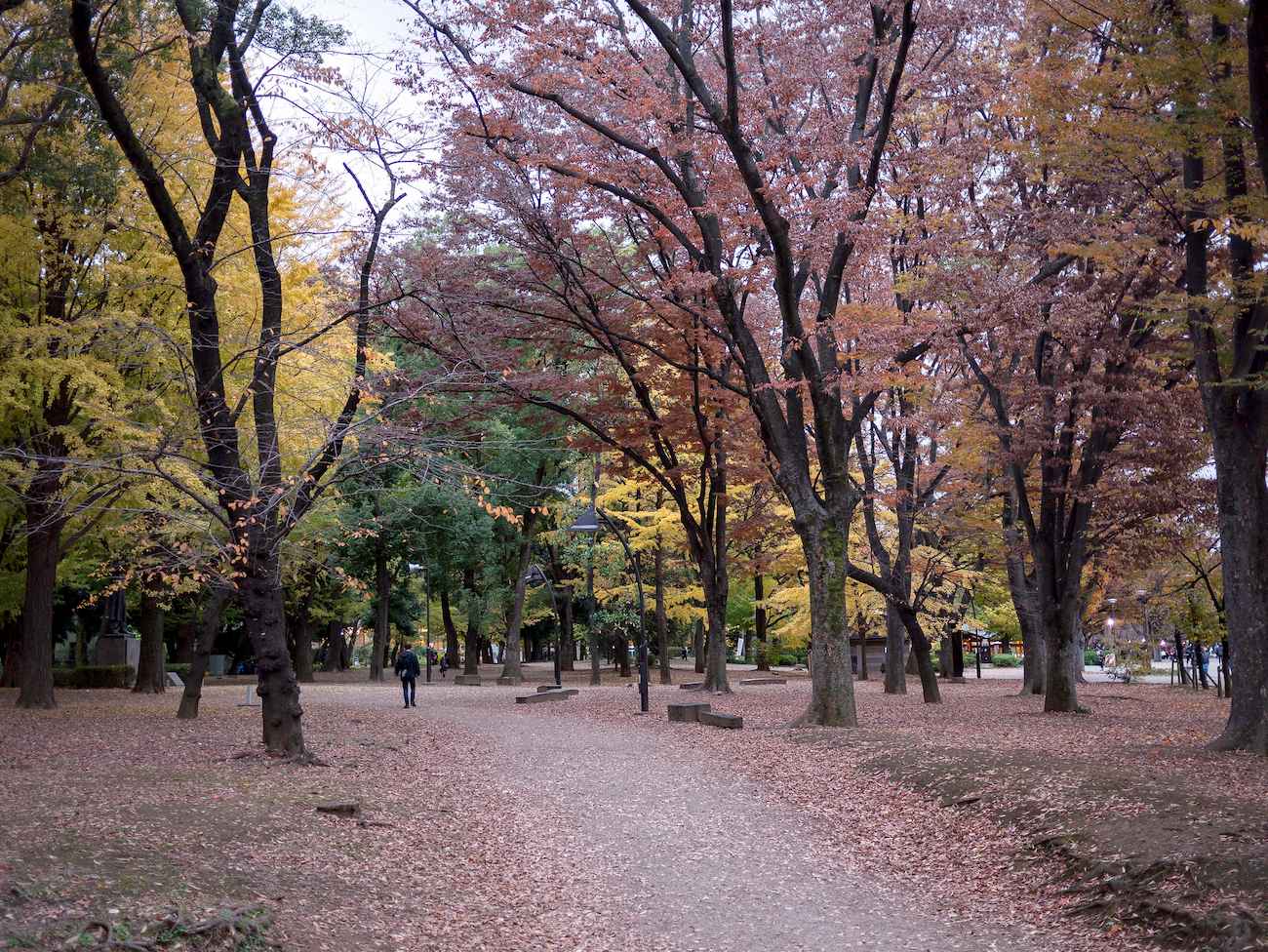 Experience Japan With Cherry Blossom (Tokyo Onwards) – Chef Assisted Tour tour visual